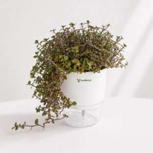 turtle vine hanging plant Pakistan indoor