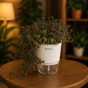 Variegated turtle vine colorful trailing indoor plant