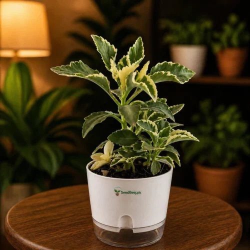 Variegated kalanchoe colorful succulent flowering plant