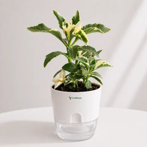 kalanchoe variegated indoor plant Pakistan