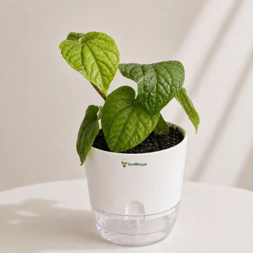 paan plant Pakistan indoor climbing plant