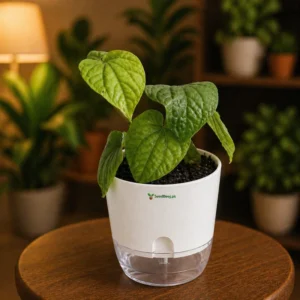 Betel plant paan plant climbing green leaves