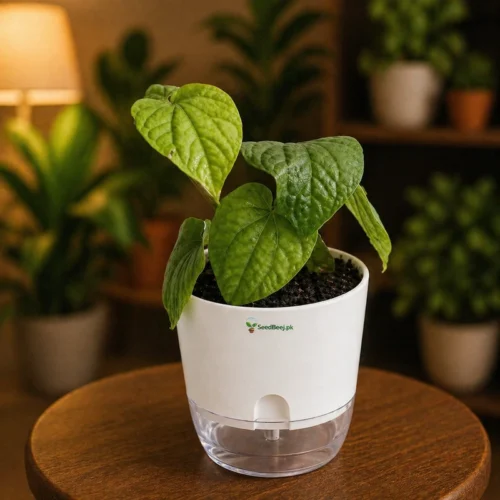 Betel plant paan plant climbing green leaves