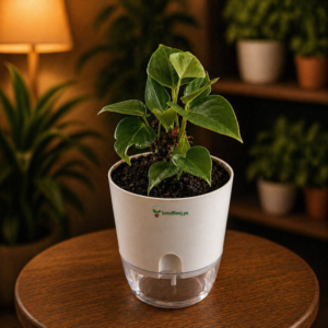 Anthurium plant red flower indoor decorative plant