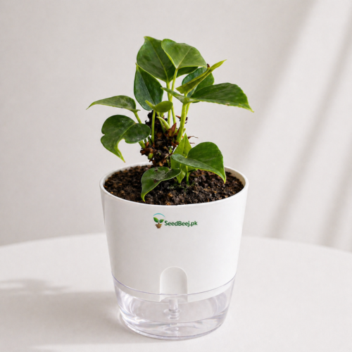 anthurium red indoor plant Pakistan