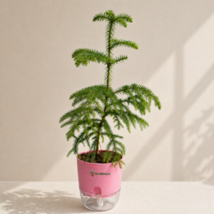 norfolk island pine araucaria indoor Pakistan