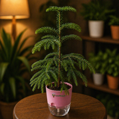 Araucaria plant indoor christmas tree style evergreen plant