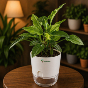 Hosta lily plant shade loving ornamental foliage plant