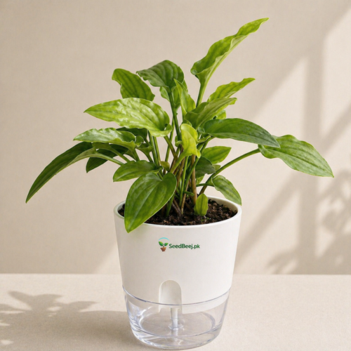 hosta plant large leaf garden shade Pakistan