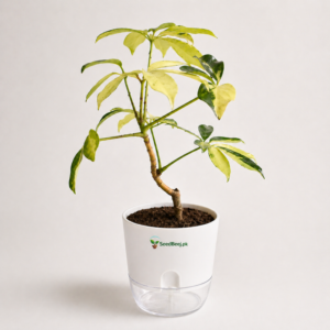 umbrella plant schefflera indoor Pakistan houseplant