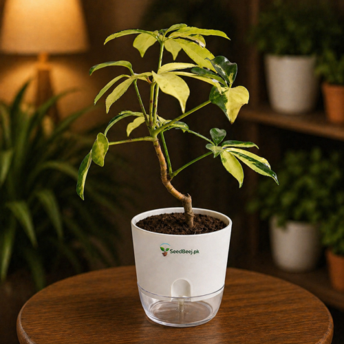 Schefflera plant umbrella tree indoor decorative plant