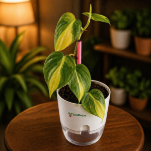 Philodendron plant indoor tropical decorative green houseplant