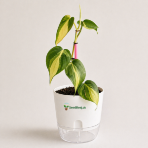 large leaf philodendron indoor plant Pakistan