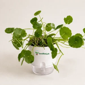 pothos money plant hanging indoor decoration