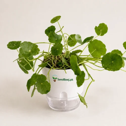 pothos money plant hanging indoor decoration