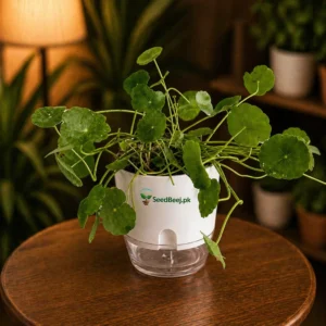 Dollar plant money plant indoor trailing vine Pakistan