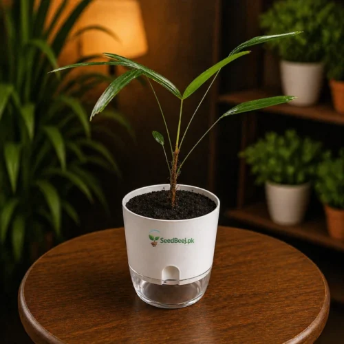 Lady palm indoor elegant air purifying plant Pakistan