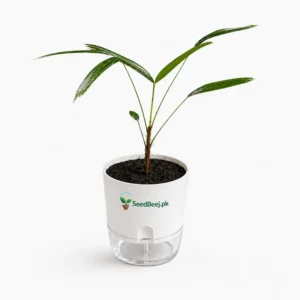 rhapis lady palm decorative indoor houseplant