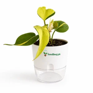 Philodendron hederaceum heart leaf trailing indoor plant