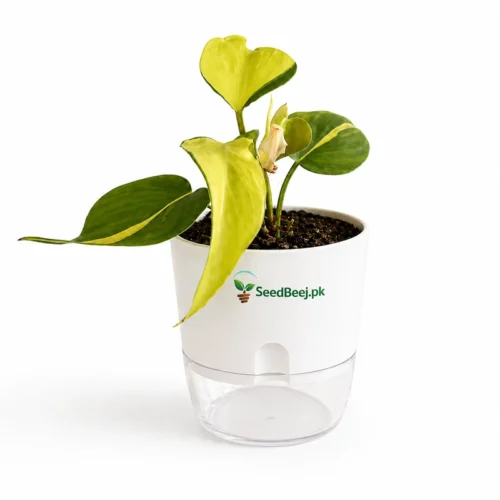 Philodendron hederaceum heart leaf trailing indoor plant