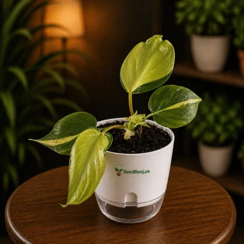 Philodendron hederaceum heart leaf trailing indoor plant