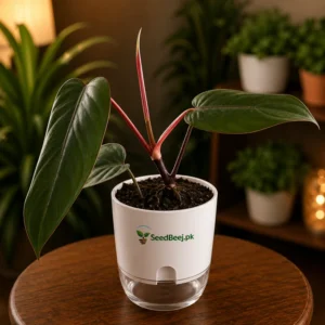 Red emerald philodendron indoor climbing tropical plant