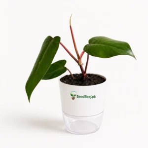 red stem philodendron green leaves indoor Pakistan
