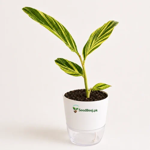ginger variegated foliage plant Pakistan garden
