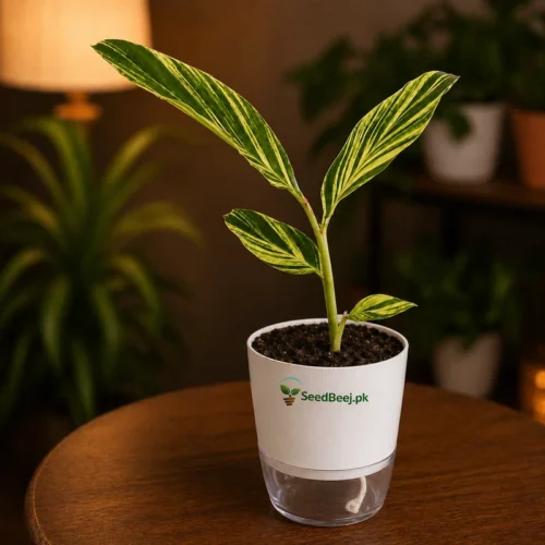 Variegated shell ginger tropical ornamental plant striped leaves