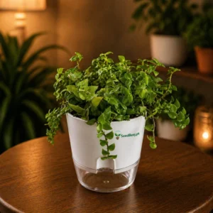 Turtle vine creeping inch plant trailing indoor decorative plant