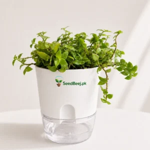 fast growing turtle vine hanging basket plant Pakistan