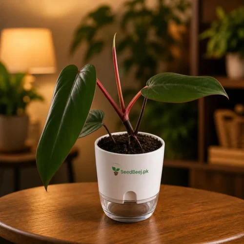 Red emerald philodendron indoor climbing tropical plant