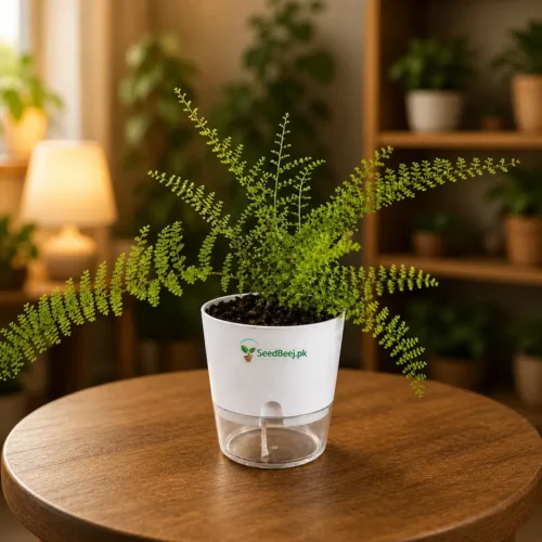 Fluffy ruffle fern suzi wong indoor decorative plant