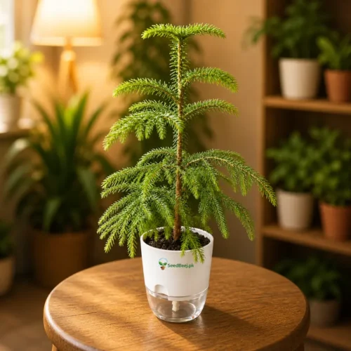 Araucaria plant indoor christmas tree style evergreen plant