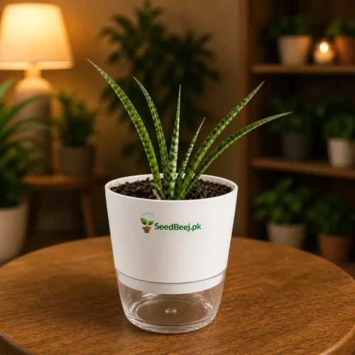 Sansevieria cylindrica african spear indoor snake plant