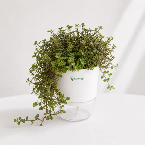 turtle vine hanging plant Pakistan indoor