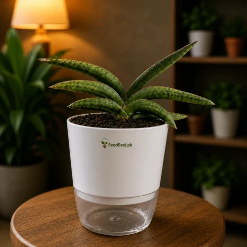 Starfish snake plant indoor decorative succulent plant