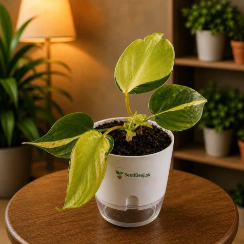 Philodendron hederaceum heart leaf trailing indoor plant
