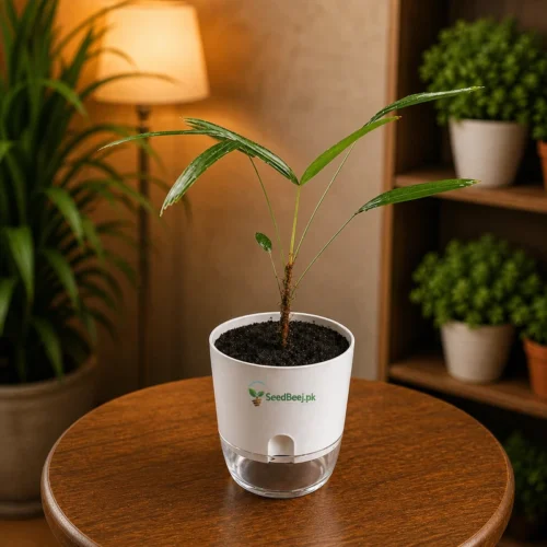 Lady palm indoor elegant air purifying plant Pakistan