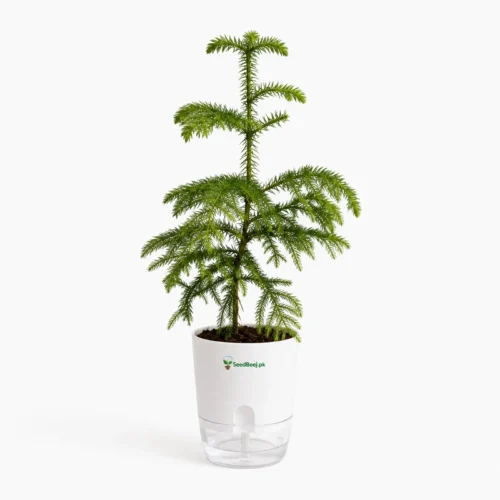 Araucaria indoor evergreen plant Christmas tree look home decor
