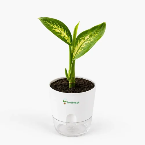 Dieffenbachia decorative indoor plant with big green leaves