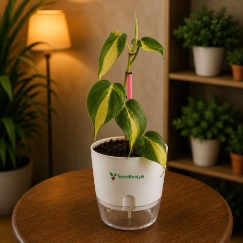 Philodendron plant indoor tropical decorative green houseplant