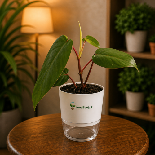 Red emerald philodendron indoor climbing tropical plant
