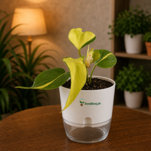 Philodendron hederaceum heart leaf trailing indoor plant