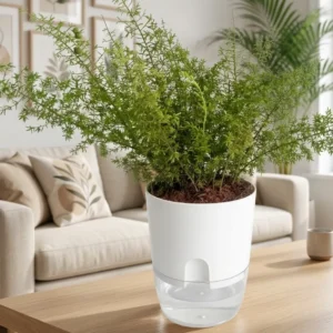 asparagus fern plant indoor decorative foliage
