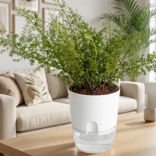 asparagus fern plant indoor decorative foliage