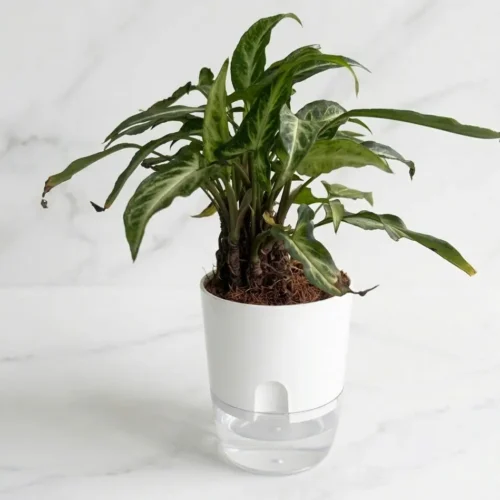 syngonium plant in pot for home décor