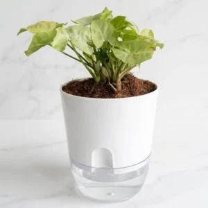 mini syngonium plant in pot