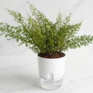 hanging asparagus fern plant in basket