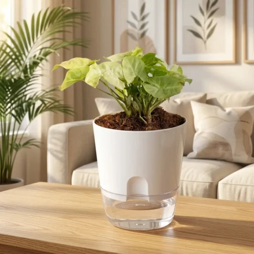 white miniature syngonium indoor desk plant